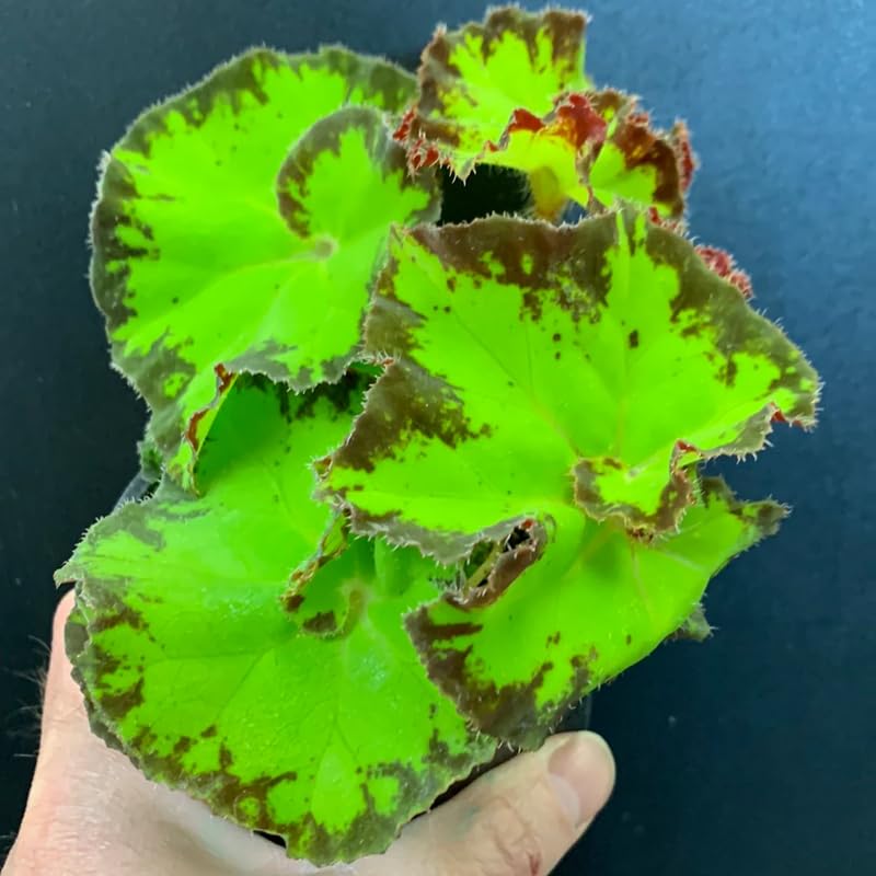3 Packs River Begonia Angel Wing Maculata Live Plants, 5-9 Inch Tall, Indoor Outdoor Polka Dot Begonia