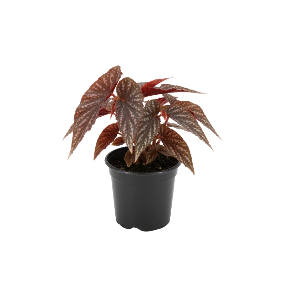 Live Begonia Plant, Indoor Flowering Houseplant, 4-8 Inches Tall, for Indoor or Outdoor Gardens (Pink Polka Dot Foliage)