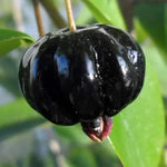Black Surinam Cherry Tree Live Plant, 2-3 Feet in 1 Gallon Pot, Fast-Growing and Ready to Bear Fruit, High-yieding Outdoor Spring Planting, No CA