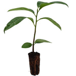 2 Cherry Laurel Shrubs Bare Roots, Hardy Shrubs for Hedges and Landscaping, Winter Dormant