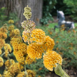 Pack 2 Butterfly Bushes Live Plant, Fragrant Buddleia Bush Shrub, 4 to 9 Inch Tall (Golden Blooms)