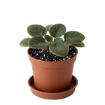 White African Violet Plant Live, 4 Inch Pot, Indoor Flowering Plant