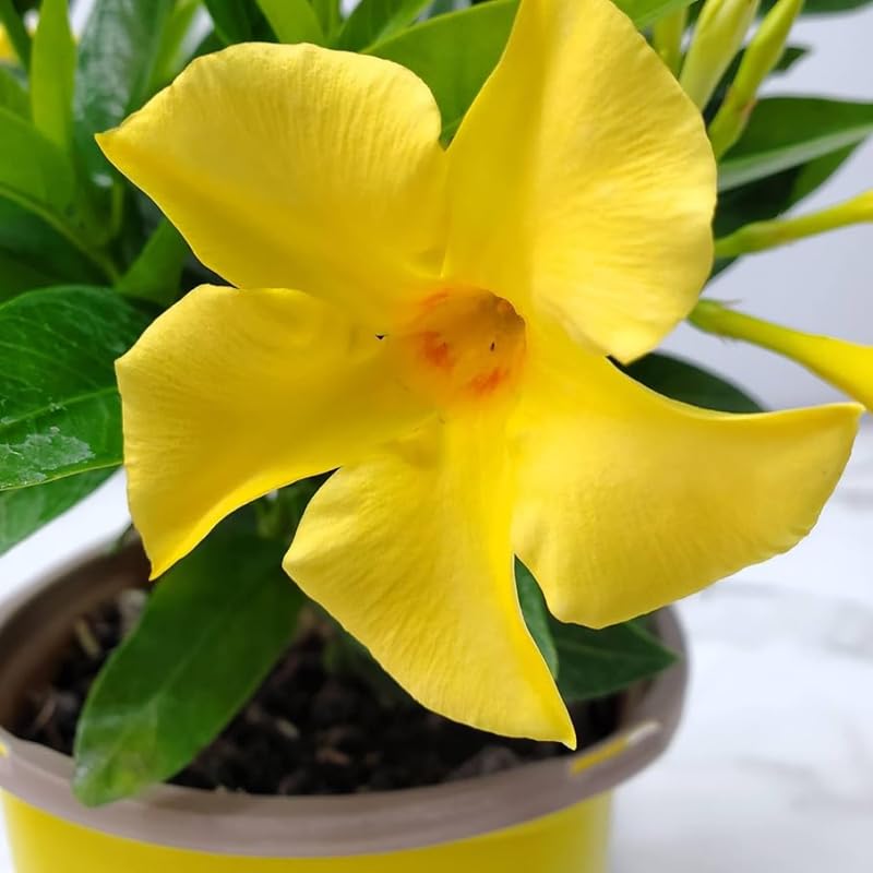 2 Dipladenia Bushes Flower Plants, Pink Flowering Plants, 4-8 Inches, Outdoor Growing