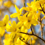 1 Lynwood Gold Forsythia Bush to Grow, in Pot, Yellow Forsythia Plants Live 6 to 13 Inch Tall, Forsythia Shrub for Your Garden