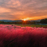 Clump 5-9" Muhly Grass Live Plant for Spring Planting, Ornamental Grass, Perennial Grasses Fast-Growing, Vibrant Color (Ruby)