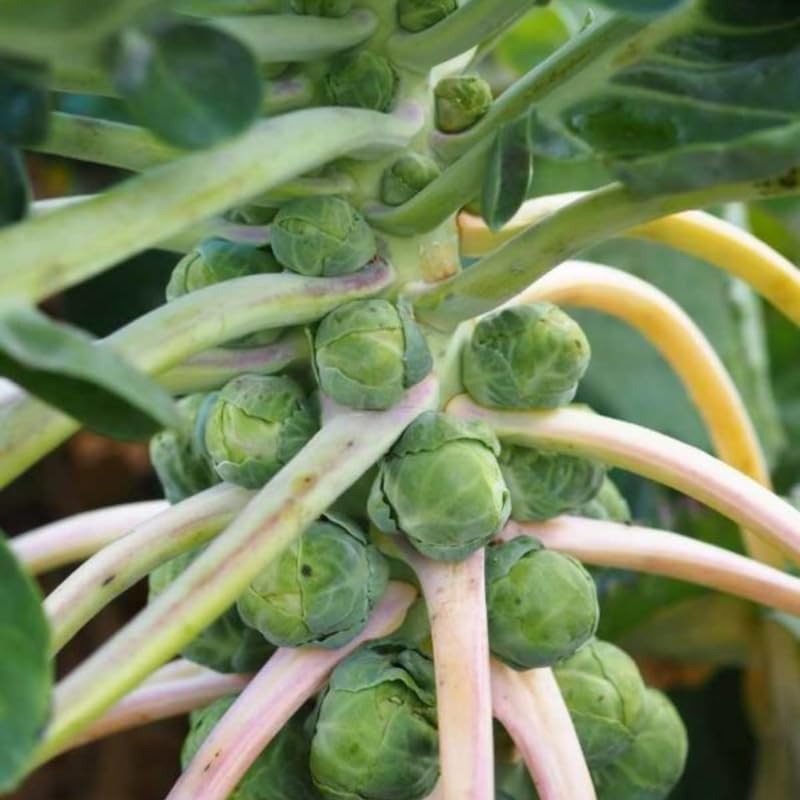 2 Pots Brussel Sprouts Plants, 4 Inch Pot Vegetable Plants Live for Planting, Cold Hardy, Easy to Grow for Containers and Garden Beds