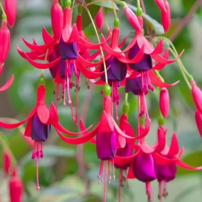 2 Fuchsia Live Plants 4-7'' Tall, Hardy Hanging Basket Flower Plant, Shade Loving Blooming Fuchsia Starter Plants
