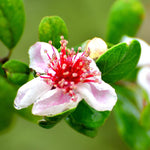 5-8 Inch Pineapple Guava Tree - Live Plant, Sweet Tropical Fruit for Home Gardens Indoor Outdoor Growing