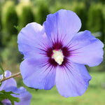 Althea Rose of Sharon Plant Live 6-13 Inc Tall, Hibiscus Syriacus Flowers Rose of Sharon Bush Shrub, in Pot (Purple)