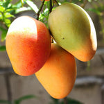 Mango Tree Live Plant in Gallon Pot, 8 Months Old Sweet Yellow Mango Plant, Tropical Fruit Tree for Outdoor Planting 8-12'' Tall
