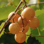 2 Rare Grape Vines Live Plants, Sweet Starter Grapevine from 5 to 8 Inches in Tall, Easy to Grow Indoor Outdoor, No Pot (Bronze Muscadine)