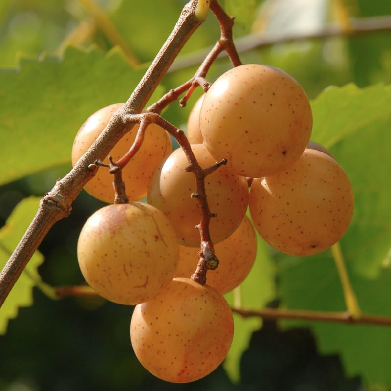 2 Rare Grape Vines Live Plants, Sweet Starter Grapevine from 5 to 8 Inches in Tall, Easy to Grow Indoor Outdoor, No Pot (Bronze Muscadine)
