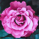 Rose Bush Live Plant, Rose Plant Live for Planting, 5-10 Inch Tall, Fragrant Flowers Well Rooted Starter Plant Indoor Outdoor (Purple Rose)