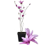 Magnolia Tree Live Plant 6-12 Inch Height, Fragrant Magnolia Plant Live to Grow, Magnolia Bush Flowers (Jane Magnolia)
