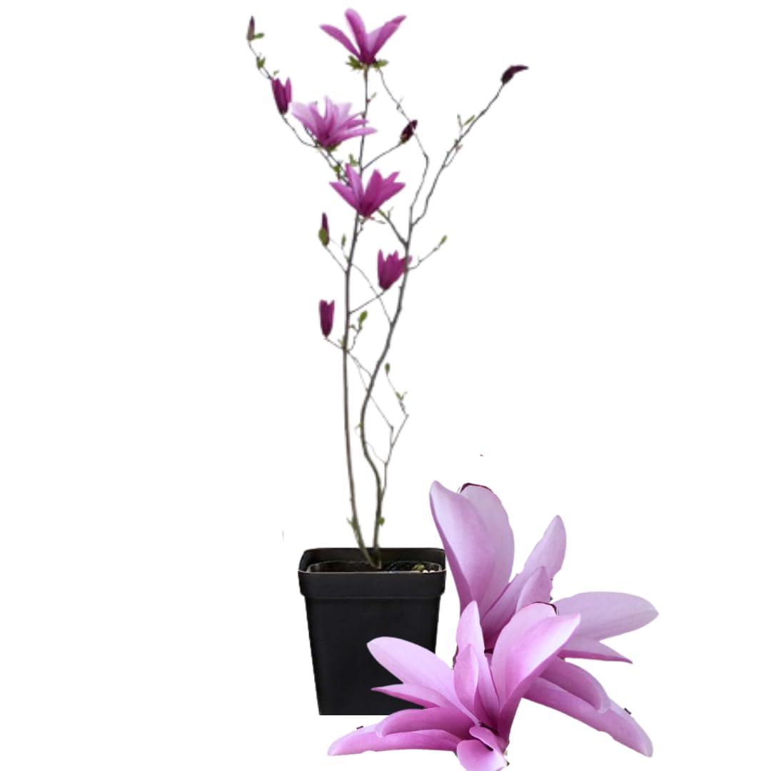 Magnolia Tree Live Plant 6-12 Inch Height, Fragrant Magnolia Plant Live to Grow, Magnolia Bush Flowers (Jane Magnolia)
