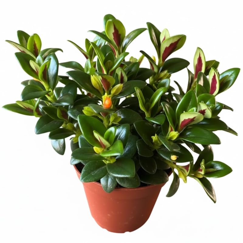 Goldfish Plant Live Houseplant, Lady Goldfish Variety, 4-Inch Potted Tropical Indoor Plant