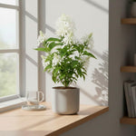 White Shrimp Plant Live, Live Shrimp Shrubs Plant, 5-7 Inches Tall, Easy Care Houseplant, Fragrant Blooms, Indoor Outdoor Growing