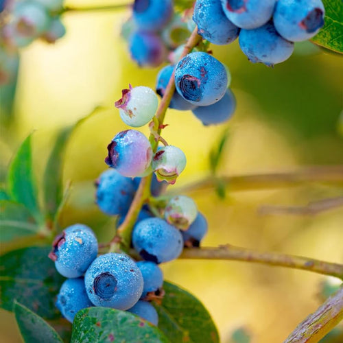 1 Blueberry Bush Live Plant 5 to 9 Inch Tall, Blueberry Plant Live for Planting, Sweet Blueberries Fruit Tree Live Plant (Biloxi Blueberry)