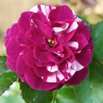 Climbing Roses Live Plants, Well Rooted 5-9" Tall, No Leaf, Ready to Plant Indoor Outdoor, Climber Rose Bush, Hybrid Tea Rose Like, Very Fragrant, Long Bloomer (Purple Striped)