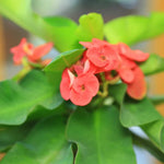 Set 2 Salmon Euphorbia Milii Plants, Crown of Thorns Live Plant, 5-8 Inc Tall, Hardy Euphorbia Flowering Houseplants