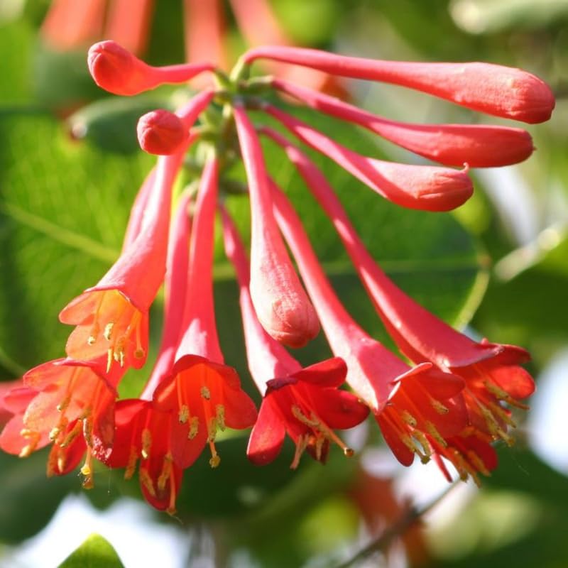 2 Honeysuckle Plants Live for Planting, Fragrant Honeysuckle Vine Live Plants, 5-9" Tall, Hardy Perennial Climbing Vine