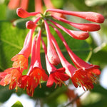 2 Mix Honeysuckle Plants Live for Planting, Fragrant Honeysuckle Vine Live Plants, 5-9" Tall, Hardy Perennial Climbing Vine