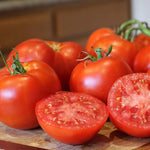 2 Better Boy Tomato Plants Live, 4-8 Inch Tall, Tomato Live Plants Well-Rooted for Garden