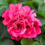 2 Pink Geranium Plants Live, Geraniums Live Plants, Colorful Flowering Plants for Garden, Patio, or Hanging Baskets, 5-9" Tall, No Pot