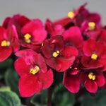 Red African Violet Live Plant in 4” Pot, Blooming Indoor Houseplant, Easy Care Flowering Plant for Home or Office Décor