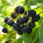 Pack 2 Thornless BlackBerry Plants Live to Grow 4 to 8 Inch Tall, BlackBerry Bush Live Plant, Sweet Blackberries Fruit Tree Indoor Outdoor (Ouachita BlackBerry)