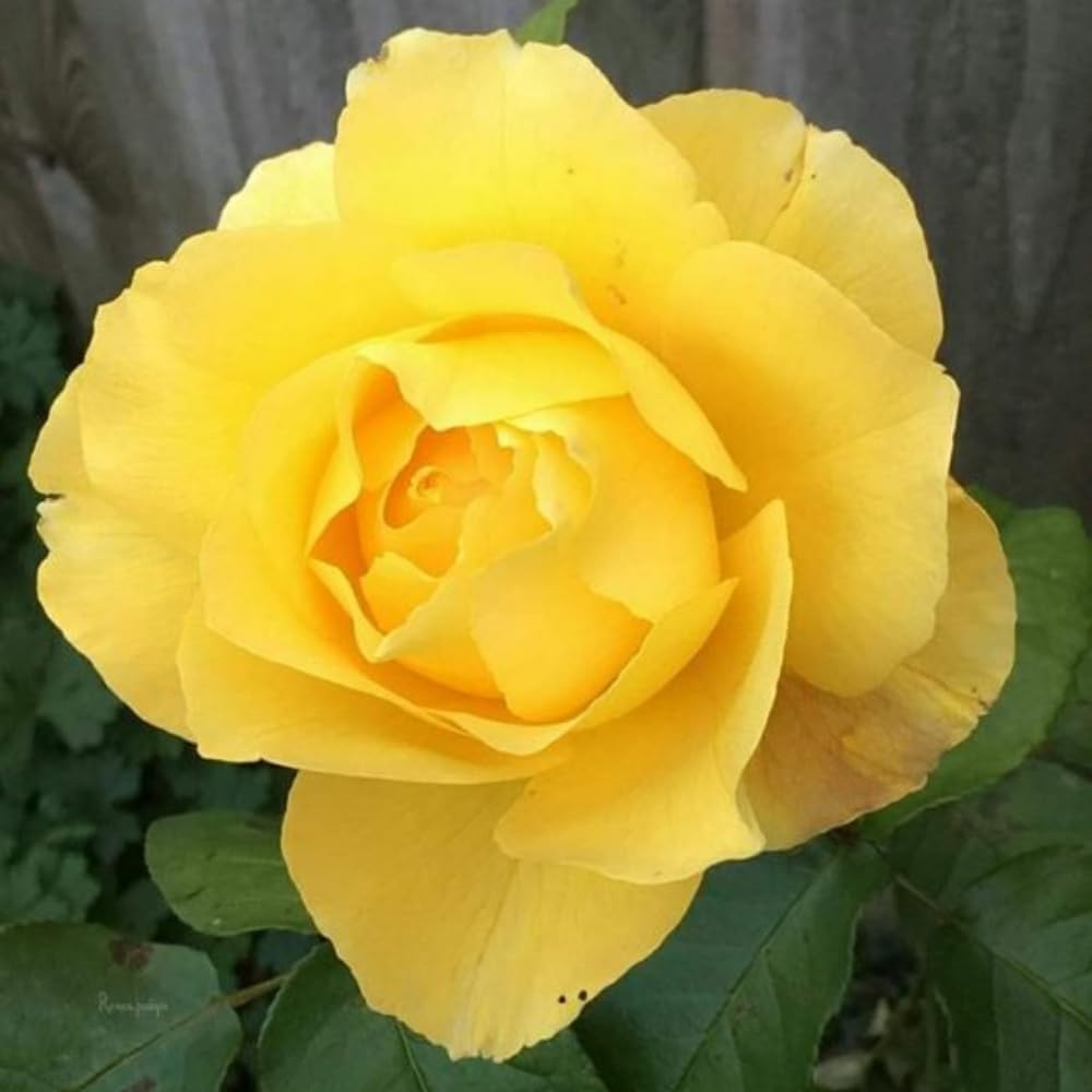Yellow Rose Bush Live Plant, Rose Plant Live for Planting, 5-10 Inch Tall, Fragrant Flowers Well Rooted Starter Plant Indoor Outdoor