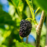 Mulberry Plant Live to Grow 5 to 8 Inch Height, Sweet Mulberry Fruit Tree Live Plant, Mulberries Seedling (Illinois Everbearing Mulberry)