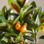 Goldfish Plant Live Houseplant, Lady Goldfish Variety, 4-Inch Potted Tropical Indoor Plant