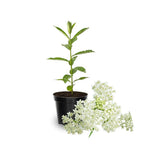 Pack 2 White Milkweed Live Plants, Butterfly Milkweed Shrub, Asclepias Tuberosa Plants 4-8 Inches