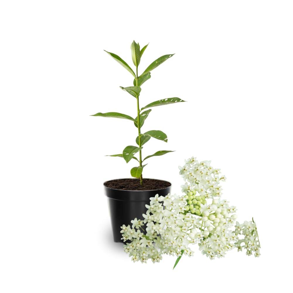 Pack 2 White Milkweed Live Plants, Butterfly Milkweed Shrub, Asclepias Tuberosa Plants 4-8 Inches