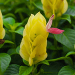Yellow Pink Shrimp Plant Live, Live Shrimp Shrubs Plant, 5-7 Inches Tall, Easy Care Houseplant, Fragrant Blooms, Indoor Outdoor Growing