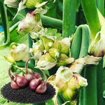 200 Seeds Walking Onion Plants Live, Not Bulbs, Fast-Growing and High Yielding, Cold Hardy Onion for Year-Round Planting