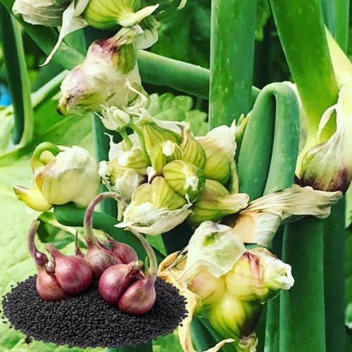 100 Walking Onion Seeds for Planting, Cold Hardy Perennial Onion Tree, Fast Growing for Spring Planting