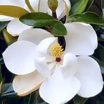 Magnolia Tree Live Plant 6 to 12 Inch Height, Fragrant Magnolia Plant Live to Grow, Magnolia Bush Flowers (Sweetbay Magnolia)