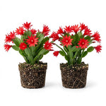 Pack of 2 Red Easter Cactus Plants, Holiday Cactus Flower Plant Succulent, Size 4 to 7 Inch, Without Pot, Easter Cactus Live Plant