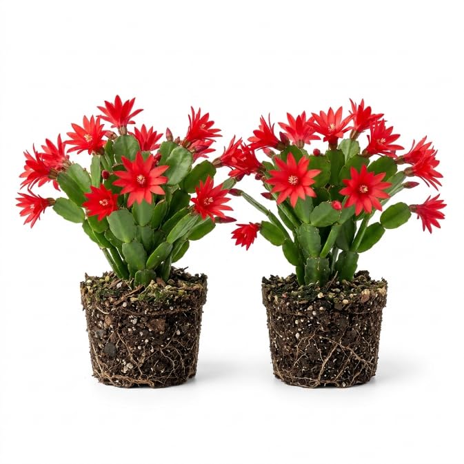 Pack of 2 Red Easter Cactus Plants, Holiday Cactus Flower Plant Succulent, Size 4 to 7 Inch, Without Pot, Easter Cactus Live Plant