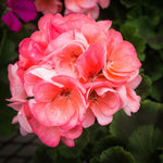 2 Salmon Geranium Plants Live, Vibrant Blooms, Hardy Perennial Geranium Flowers 4-8 Inches, Indoor Outdoor Planting