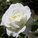 Rose Plant Live for Planting Indoor Outdoor, 5-10 Inch Tall, Fragrant Flowers Well Rooted, Roses Bush Shrub (White Rose)