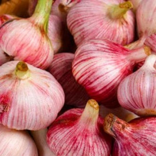 1 Pound Garlic for Planting in Spring Hardneck, 5-6 Red Garlic Bulbs for Planting, Fresh and High Yield Bulb Variety Pack, Hardy and Fast Growing