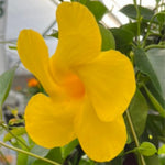2 Yellow Mandevilla Plants Live, Mandevilla Flower Live Plants, Live Mandevilla Plant, 4 Inc to 7 Inc Tall, Mandevilla Well Rooted for Garden