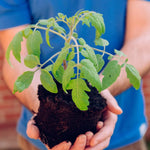 2 Bigbeef Tomato Plants Live for Planting, 4-6" Tomato Plants Live Potted, Vegetable Live Seedlings for Home Garden