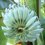 Ice Cream Banana Plant Tree Live, Cold Hardy 4-7" in Tall, No Pot, Outdoor Spring Planting, Rare and Sweet Banana Plants