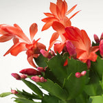 4 Christmas Cactus Plants, Thanksgiving Cactus 3-5 Inch Tall, Winter Succulents Flowers Container Hanging Basket Indoor Outdoor Planting