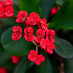 Crown of Thorns Plant Live, Euphorbia Milii Succulent Live Plant, 4-8 Inch Tall Flowering Houseplant with Year-Round Blooms, No Pot (Red)