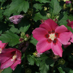 Althea Rose of Sharon Bush Live Plants in Pot, Hibiscus Plant Live, Fragrant Rose of Sharon Plant, from 6 to 13 Inch Tall (Pink)